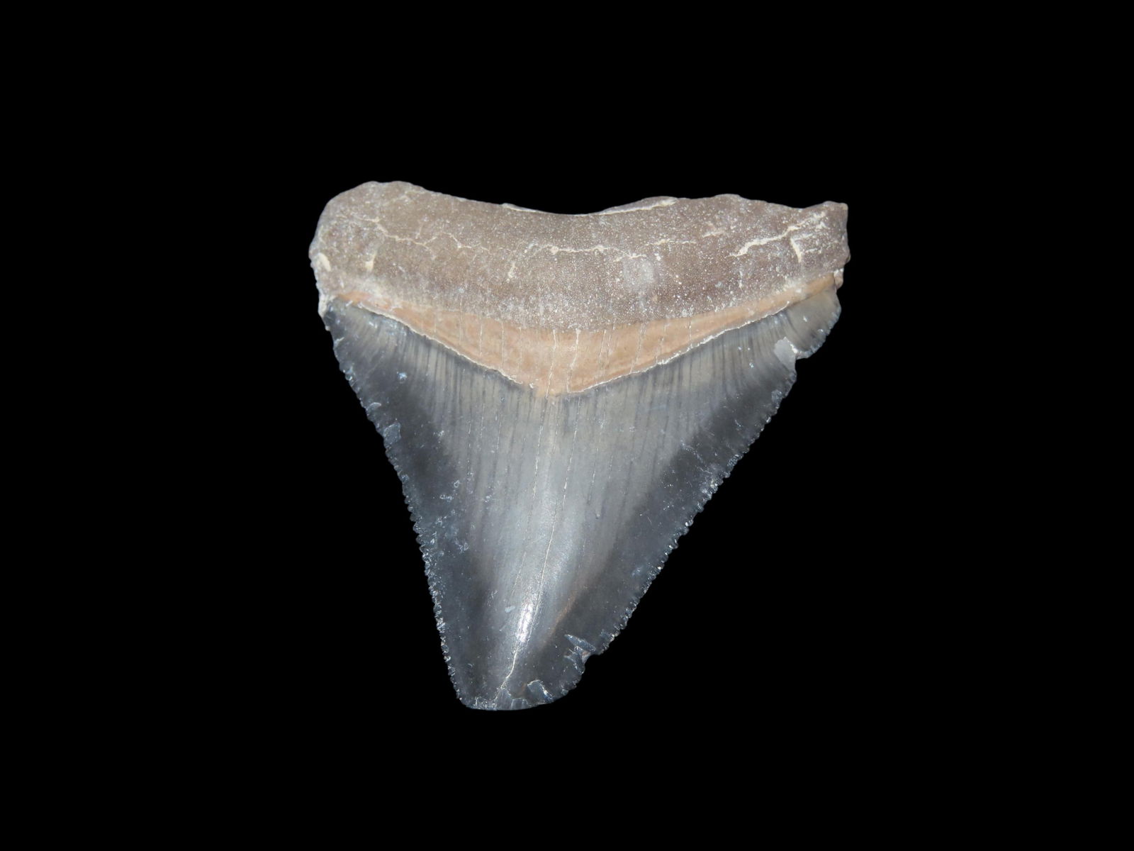 2 1/8" Rare Bone Valley Florida Shark Tooth Fossil: 2 1/8" Rare Bone Valley Florida Shark Tooth Fossil