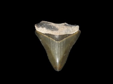 2 1/16" Rare Bone Valley Florida Shark Tooth Fossil