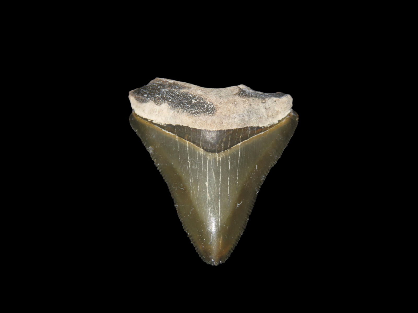 2 1/16" Rare Bone Valley Florida Shark Tooth Fossil: 2 1/16" Rare Bone Valley Florida Shark Tooth Fossil