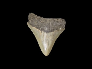 Fossil Shark Tooth, SC