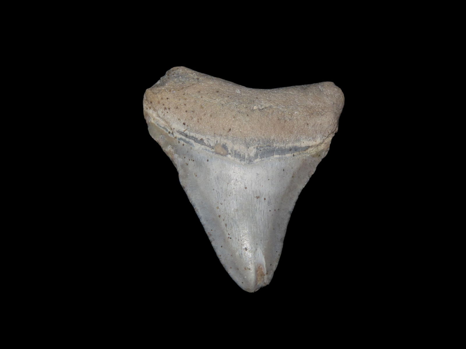 2 1/4" Rare Bone Valley Shark Tooth Fossil: 2 1/4" Rare Bone Valley Shark Tooth Fossil