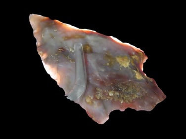 Fossilized Coral Levy, Michael Gorgas (8-2000), Ex Jim Lee Collection, Reviewed and Approved