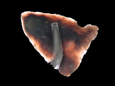 1 3/4" High Grade Material, Plains Side Notch, Ex Jim Lee Collection, Reviewed and Approved