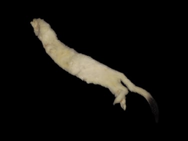White Ermine Professionally Soft Tanned, Weasel pelt