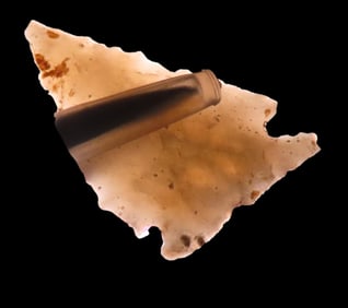 1" Caracara, Nice Translucent and Serrated Relic, Louisiana