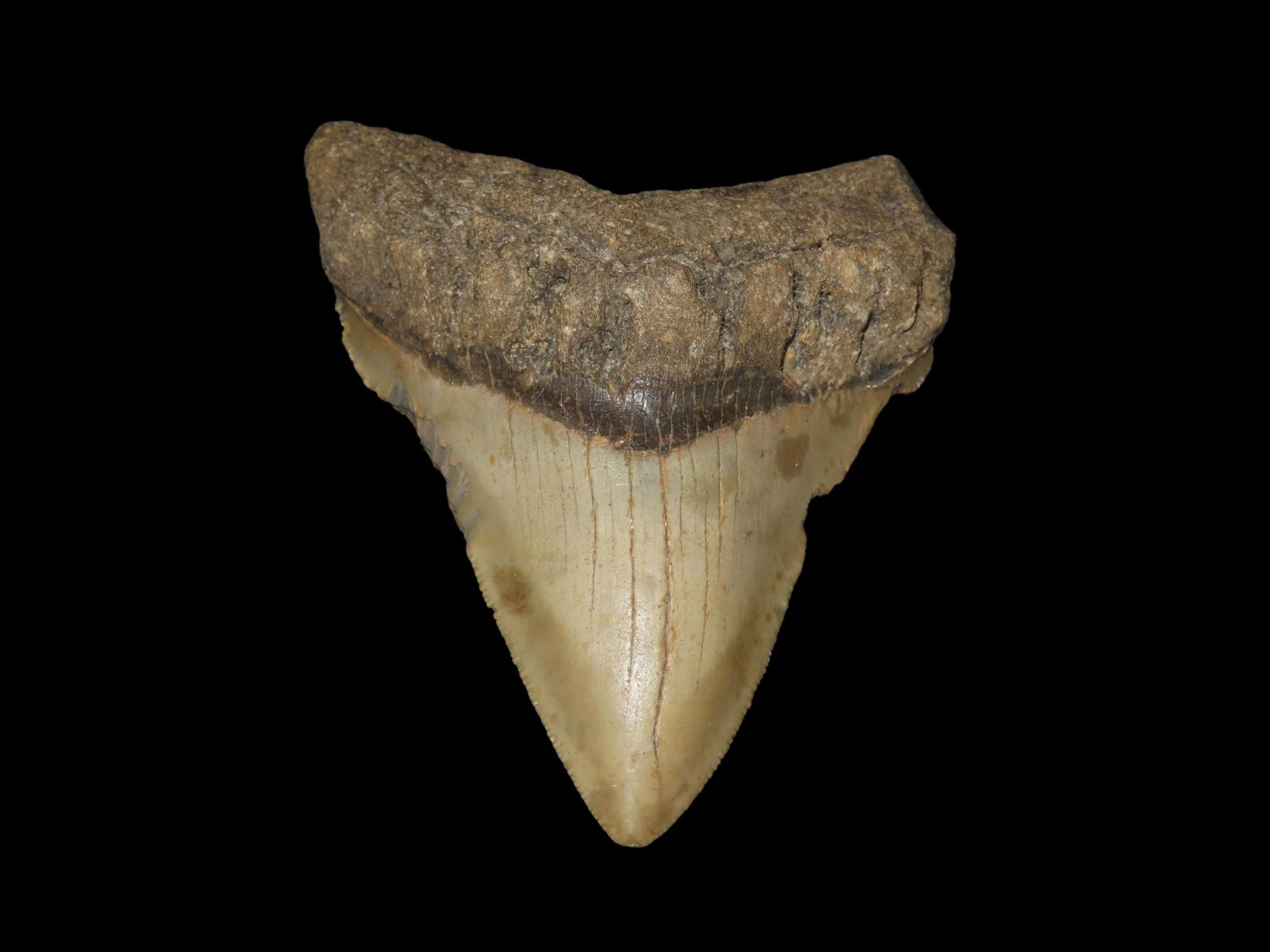 Quality Megalodon Shark Tooth Fossil: Quality Megalodon Shark Tooth Fossil