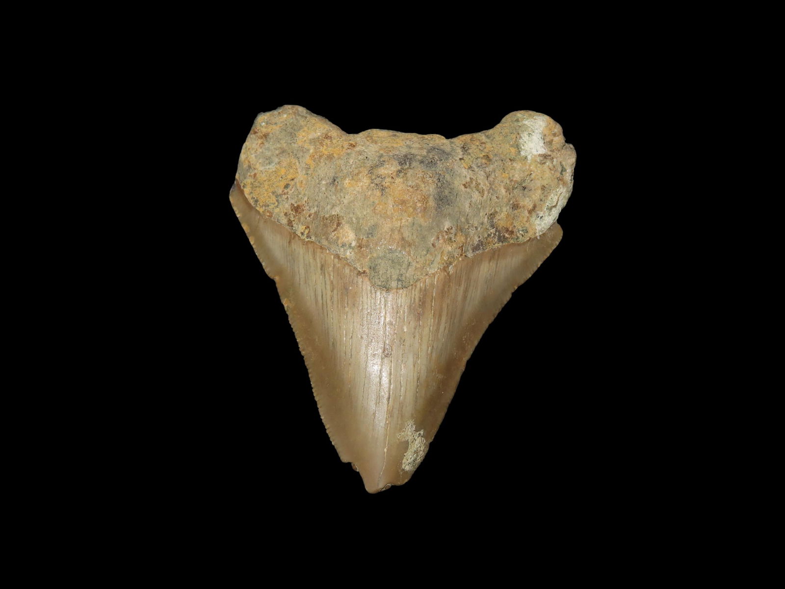 Quality Megalodon Shark Tooth Fossil: Quality Megalodon Shark Tooth Fossil