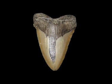 Quality Megalodon Shark Tooth Fossil