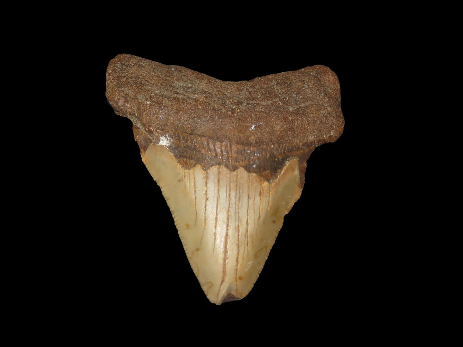 Quality Megalodon Shark Tooth Fossil: Quality Megalodon Shark Tooth Fossil