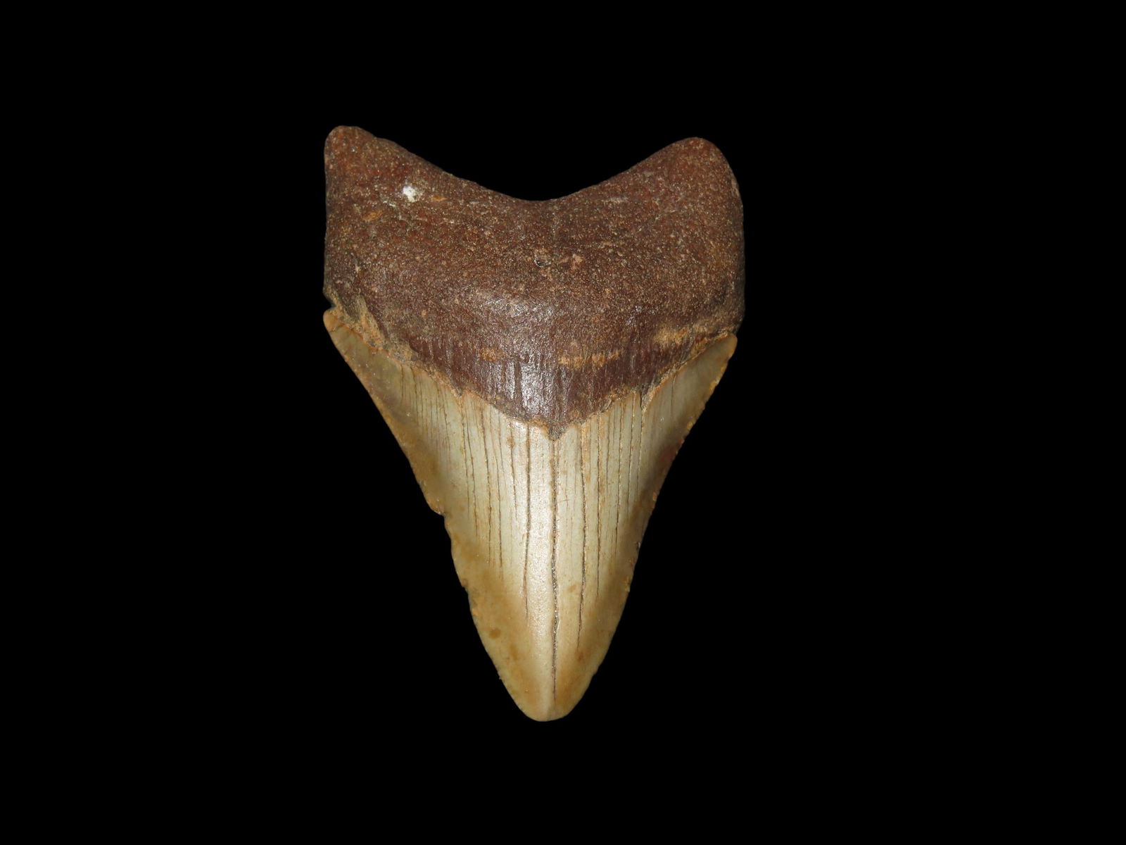 Quality Megalodon Shark Tooth Fossil: Quality Megalodon Shark Tooth Fossil