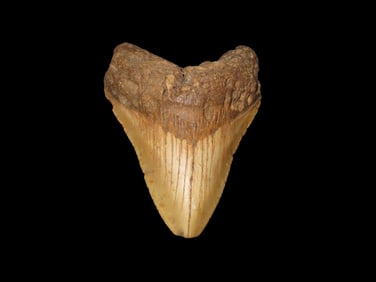 Quality Megalodon Shark Tooth Fossil, Found in FL