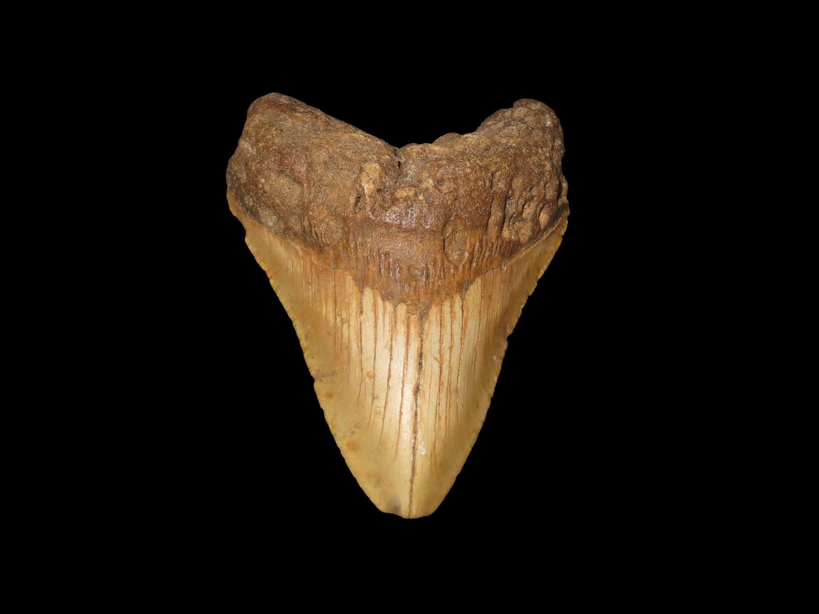 Quality Megalodon Shark Tooth Fossil, Found in FL: Quality Megalodon Shark Tooth Fossil, Found in FL