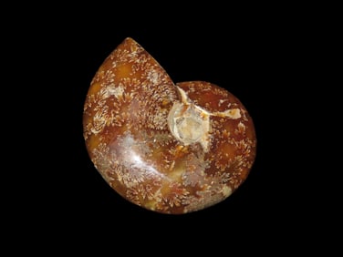 High Grade Ammonite Fossil Shell, Found in Madagascar