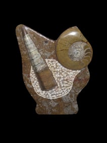 5 1/4" Ammonite Fossil Plate