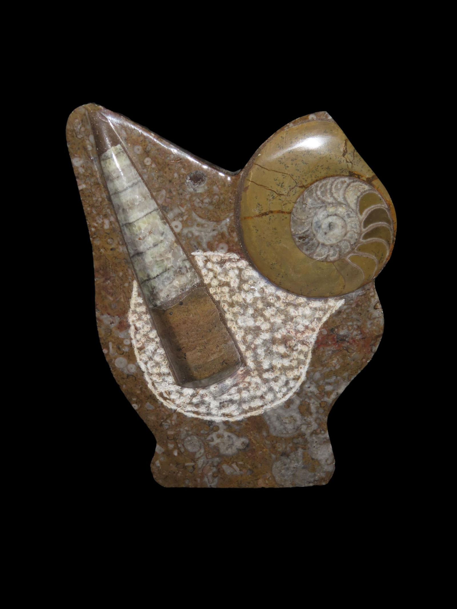 5 1/4" Ammonite Fossil Plate: 5 1/4" Ammonite Fossil Plate