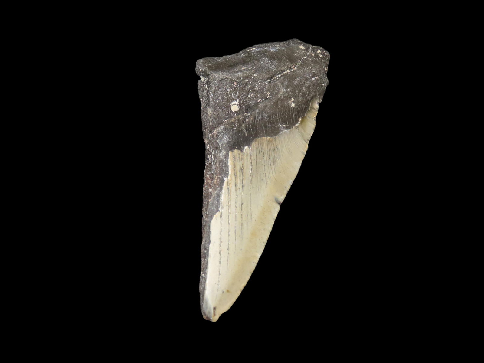 5 3/4" Megalodon Shark Tooth Fossil, Found in Florida: 5 3/4" Megalodon Shark Tooth Fossil, Found in Florida