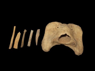 4 1/8" x 3 1/2" Quality Bone Awl Artifact, Tennessee, Ex Parker