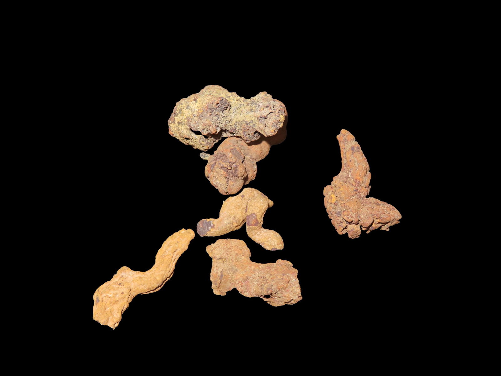 Coprolite Fossil Dinosaur Poop 100 Million Years Old Madagascar: Coprolite Fossil Dinosaur Poop 100 Million Years Old Madagascar