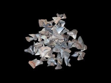 Grouping of Fossil Shark Teeth Found Peace River Arcadia Florida