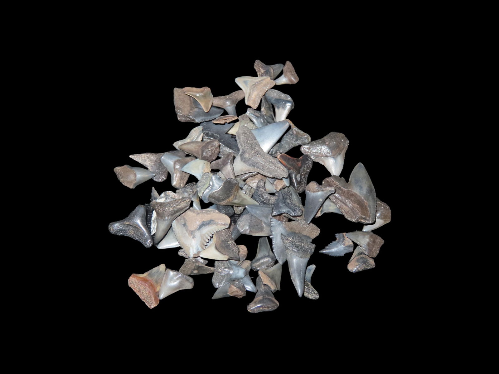 Grouping of Fossil Shark Teeth Found Peace River Arcadia Florida: Grouping of Fossil Shark Teeth Found Peace River Arcadia Florida