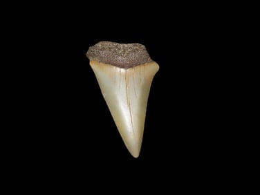 2" Mako Shark Fossil Found in Florida Miocene to Pliocene Epochs 20 to 30 Millions Years Ago