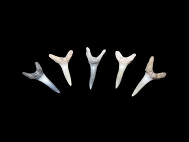 5 Quality Fossil Shark Teeth Found in the Peace River Florida