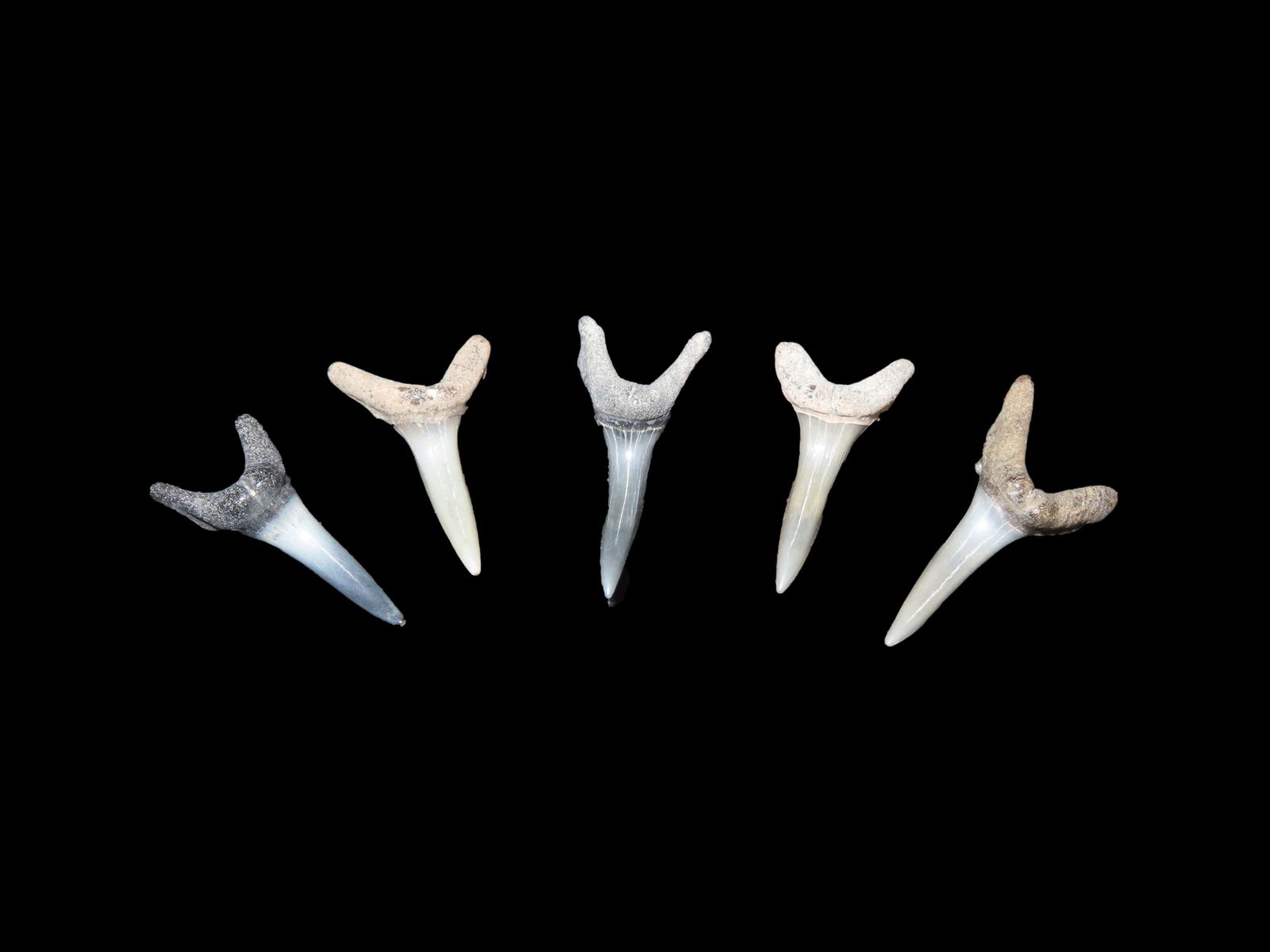 5 Quality Fossil Shark Teeth Found in the Peace River Florida: 5 Quality Fossil Shark Teeth Found in the Peace River Florida