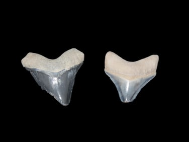 Rare Bone Valley Florida Shark Tooth Fossil