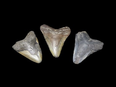 Megalodon Shark Tooth Fossil Found in Florida Set of 3 Longest is 2 7/16"