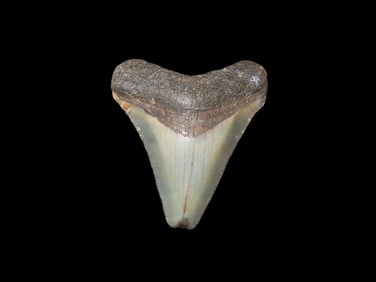 Megalodon Shark Tooth Fossil Found in Florida 2" Long