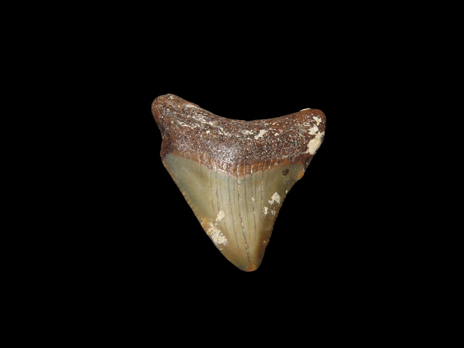 Megalodon Shark Tooth Fossil Found in Florida 1.5": Megalodon Shark Tooth Fossil Found in Florida 1.5"