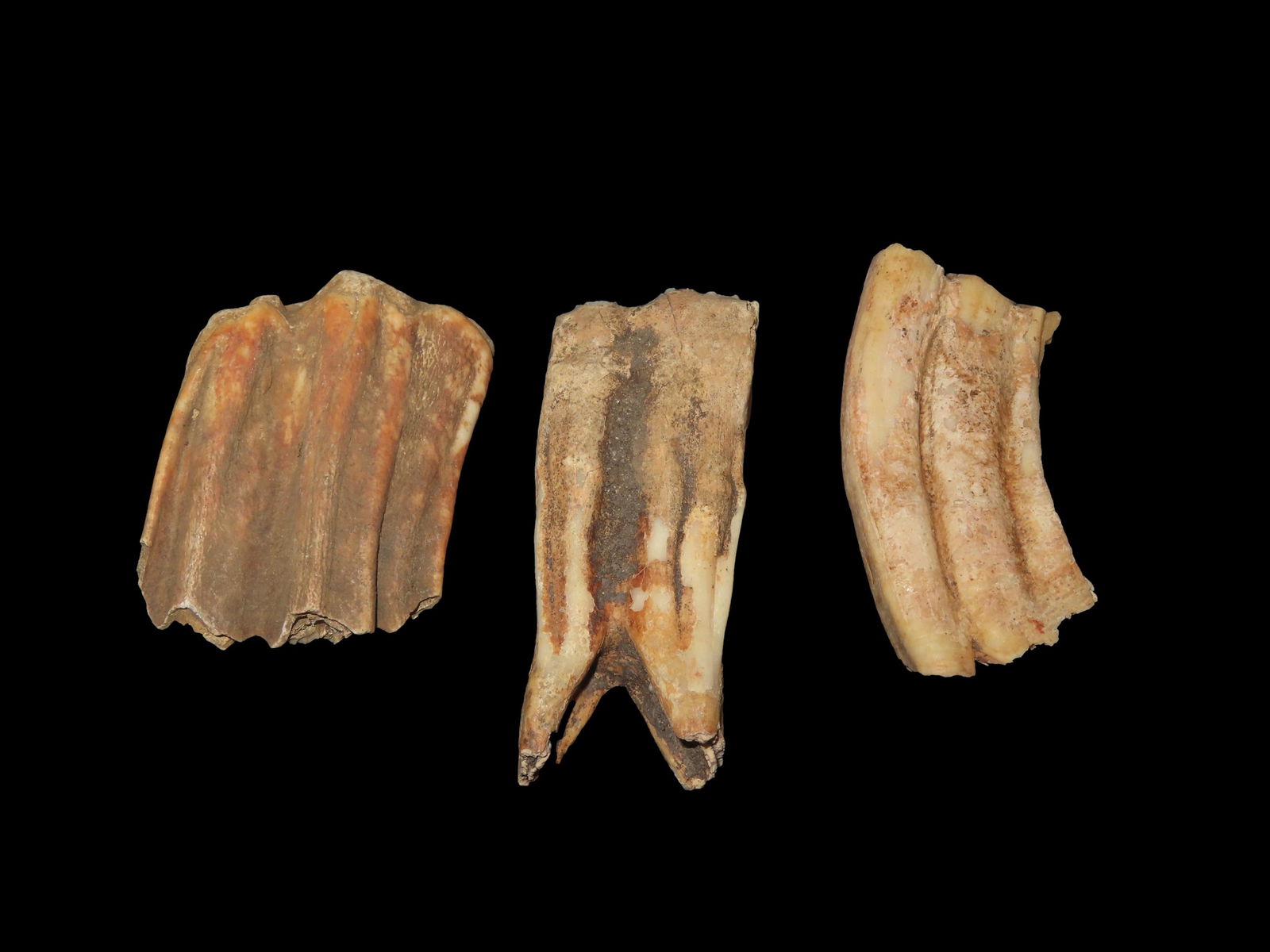 Set of Fossil Teeth Found in Rivers / Streams of North East Missouri: Set of Fossil Teeth Found in Rivers / Streams of North East Missouri