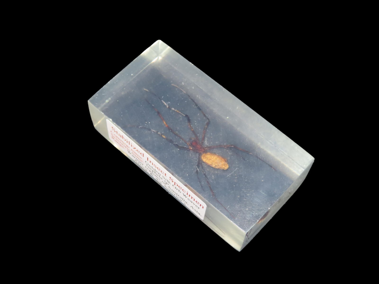 3 1/2" Stabilized Insect Specimen, Golden Silk Orb Weaver, Nephila Sp, Warmer Regions of Australia, : 3 1/2" Stabilized Insect Specimen, Golden Silk Orb Weaver, Nephila Sp, Warmer Regions of Australia, Asia, Africa, and the America's