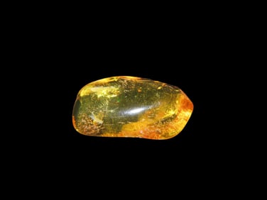 6 7/8" x 5 3/4" Image and Baltic Amber with Insect Specimen 1", 47 - 49 Million Years Old, Eocene