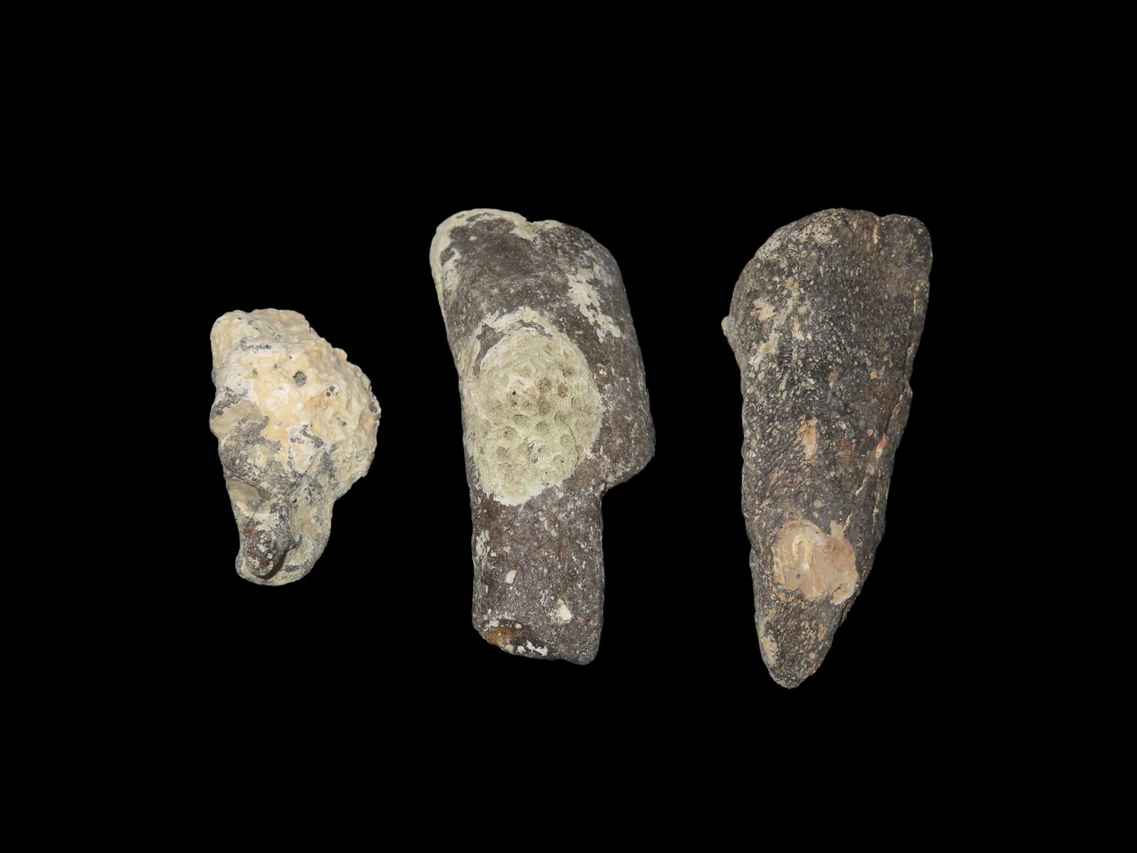 Collection of Fossil Whale Bone Found off the Coast of Florida, Millions of Years Old, Longest Measu: Collection of Fossil Whale Bone Found off the Coast of Florida, Millions of Years Old, Longest Measures 4"