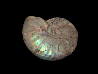 2 7/8" Knightia Fish Fossil, Green River Formation, Wyoming, 53.5 to 48.5 Million Years Old