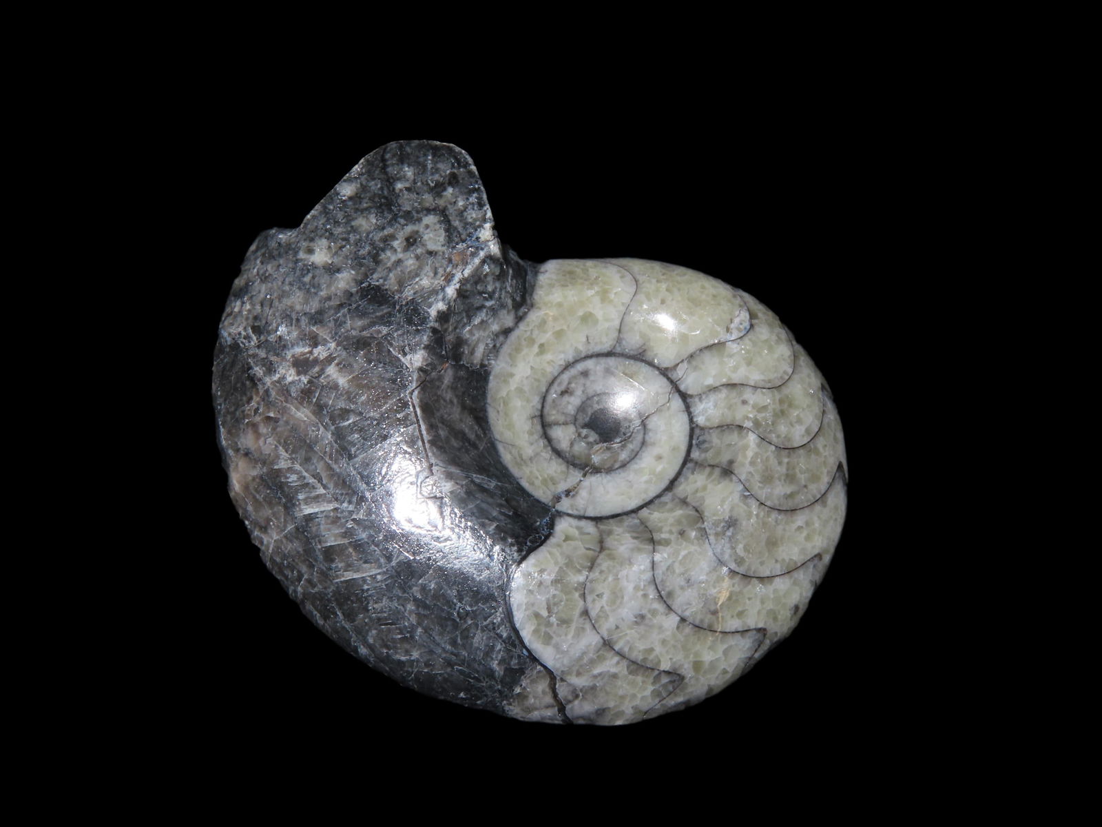 2 3/8" Fossil Ammonite 408 - 65 Million Years Old Paleozoic to Mesozoic Era: 2 3/8" Fossil Ammonite 408 - 65 Million Years Old Paleozoic to Mesozoic Era