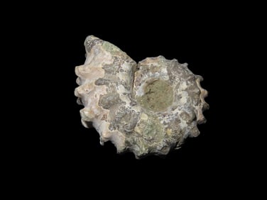 1 7/8" Tractor Ammonite Fossil Douvilleiceras Mid - Late Cretaceous