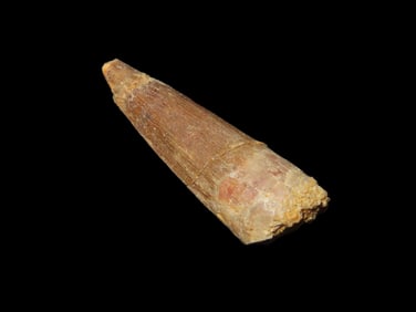 1 5/8" Spinosaurus Tooth Fossil Dinosaur Upper Cretaceous Period, Prehistoric from Egypt 112.0 MYA -