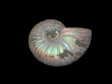 1 7/8" Outstanding Iridescent Ammonite Fossil, 110 Million Years Old "Cleoniceras Ammonite"