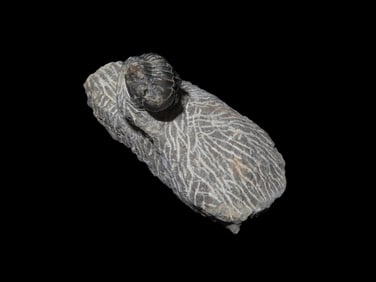 2 1/2" Proteus Trilobite Proetida Trilobite Devonian (350 - 400 MYO)