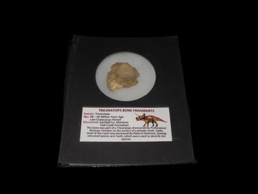 5 5/8" x 4 1/2" Case with Triceratops Bone Fragment, 68 - 66 Million Years Old, Late Cretaceous