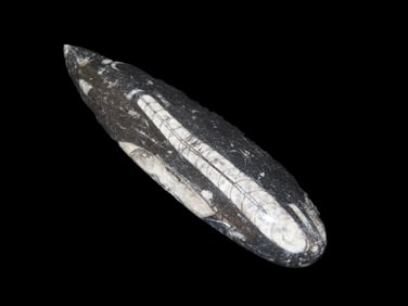 6 5/8" 400 Million Years Old Polished Orthoceras Fossil, Devonian Period, Atlas Mountains of Morocco