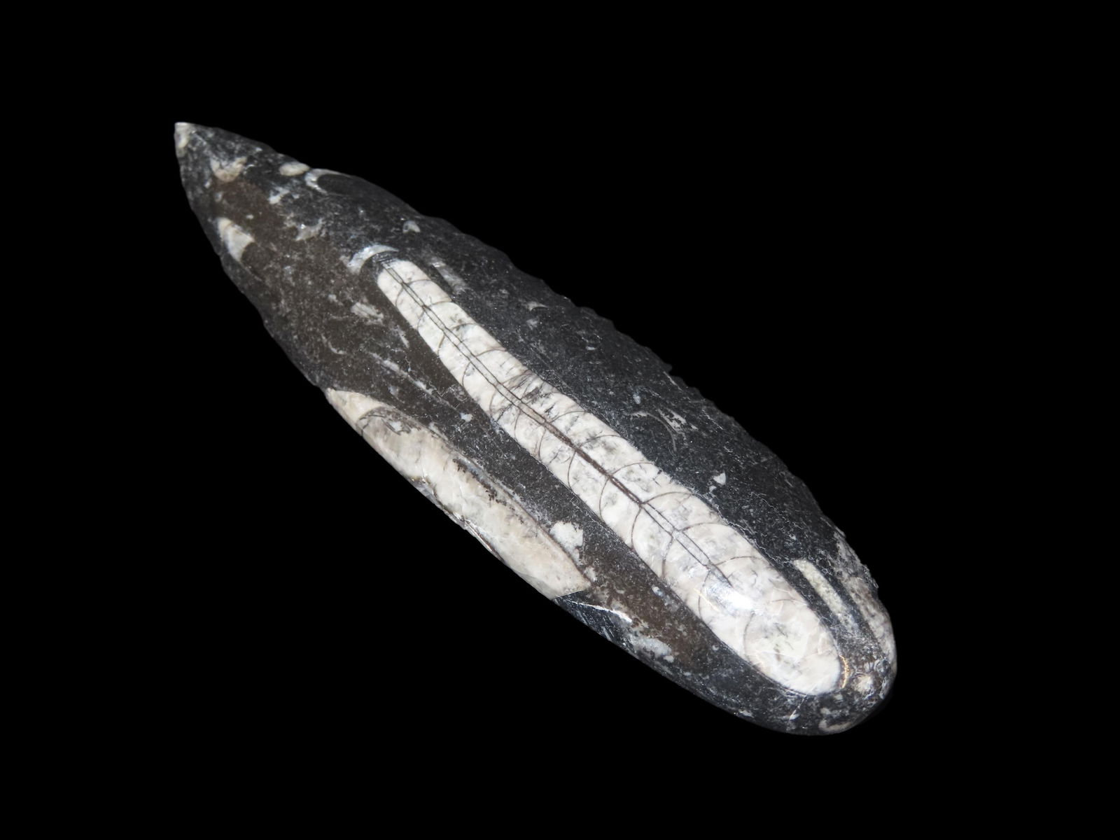 6 5/8" 400 Million Years Old Polished Orthoceras Fossil, Devonian Period, Atlas Mountains of Morocco: 6 5/8" 400 Million Years Old Polished Orthoceras Fossil, Devonian Period, Atlas Mountains of Morocco
