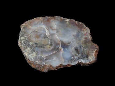 Petrified Wood Slice