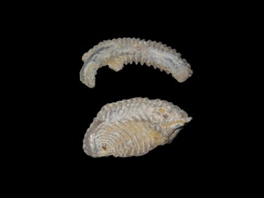 Pair of Zig Zag Oyster Fossils, Southern USA