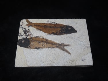 5 1/2" x 4 1/8" Knightia Fish Fossil Green River Formation Wyoming 53.5 to 48.5 Million Years Old