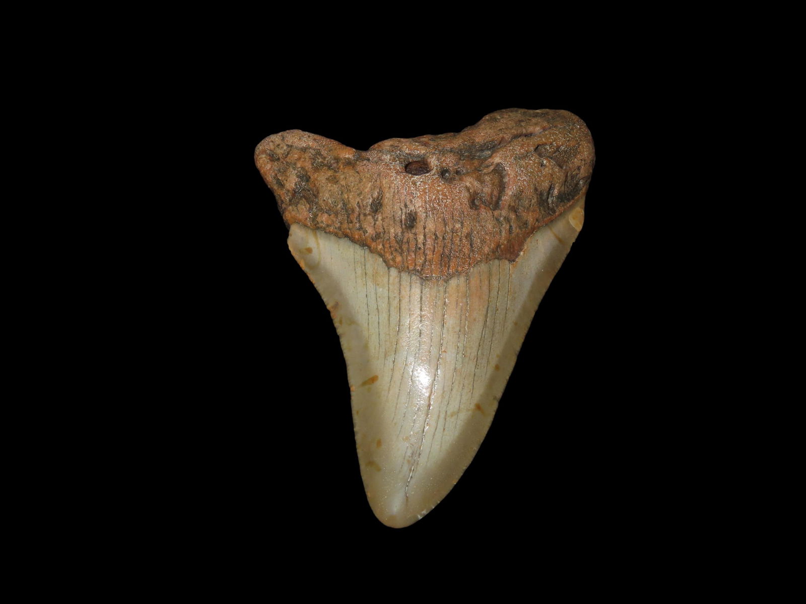 3 3/4" Fossil Megalodon Tooth, South Carolina: 3 3/4" Fossil Megalodon Tooth, South Carolina