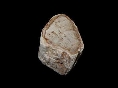 2 7/8" Petrified Wood Slab, Polished Fossil Tree