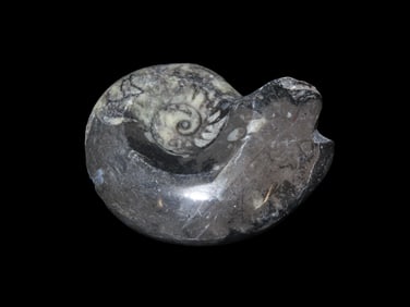 3 7/8" Polished Ammonite Fossil